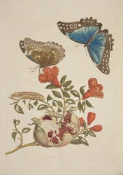 Tavola IX da Metamorphosis Insectorum Surinamensium di Maria Sibylla Merian, 1705